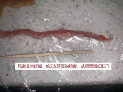 金龍魚腸胃炎怎么治療：金龍魚腸胃炎怎么治療金龍魚腸胃炎的治療方法包括以下幾個方面