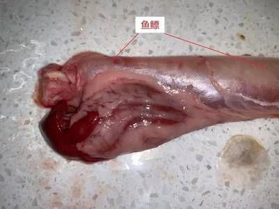 金龍魚腸胃炎怎么治療：金龍魚腸胃炎怎么治療金龍魚腸胃炎的治療方法包括以下幾個方面