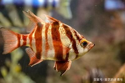 海水魚缸的水質(zhì)維護是養(yǎng)魚過程中非常重要的一環(huán)，影響到魚兒健康：海水魚缸水質(zhì)維護方法