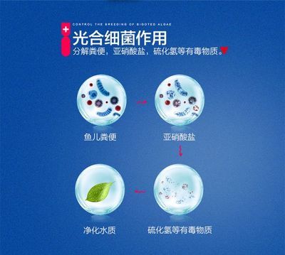 光合細菌在魚缸生態系統中的作用：光合細菌在魚缸中的作用與分類與特性