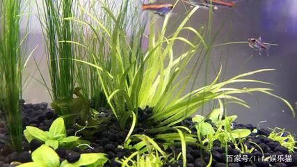 光合細菌在魚缸生態系統中的作用：光合細菌在魚缸中的作用與分類與特性
