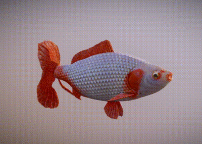 紅鯉魚的養護技巧：紅鯉魚養護技巧