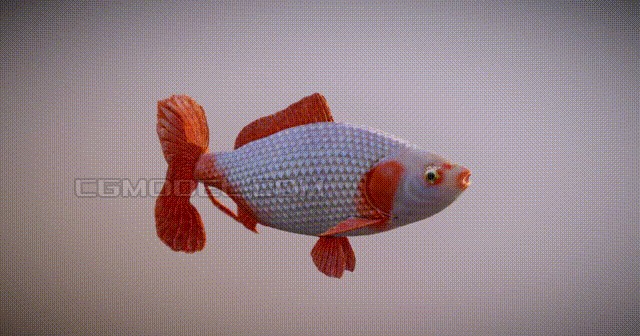 紅鯉魚的養護技巧：紅鯉魚養護技巧