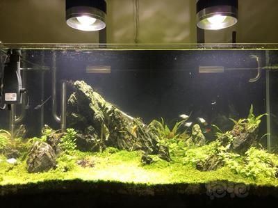 漢江的魚缸怎么樣：新漢江魚缸與森森對比評測