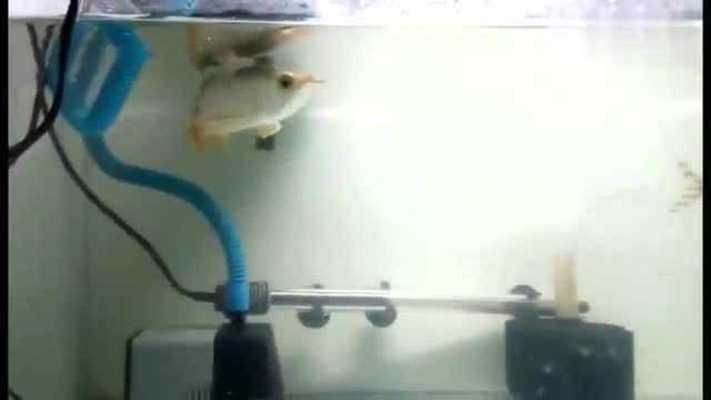 龍魚配飛鳳魚好嗎：龍魚配飛鳳魚好嗎龍魚配飛鳳魚好嗎