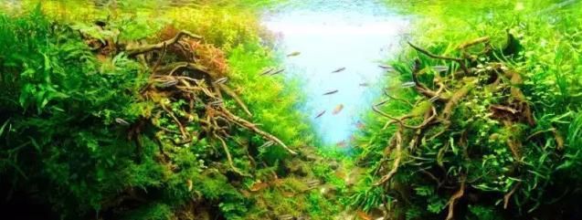 魚缸水質監測頻率建議：關于魚缸水質檢測的建議