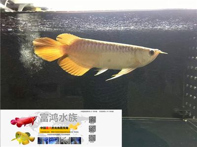 龍魚商城網站官網入口，龍魚商城網站