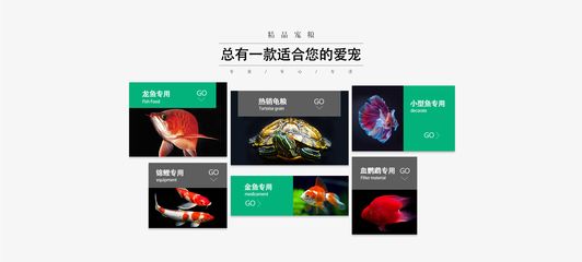 龍魚商城網站官網入口，龍魚商城網站