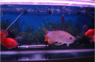 如何養殖可以讓龍魚七鰭變大變黑：如何養殖龍魚可以使七鰭變得更大、更大、更黑