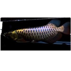 如何養殖可以讓龍魚七鰭變大變黑：如何養殖龍魚可以使七鰭變得更大、更大、更黑