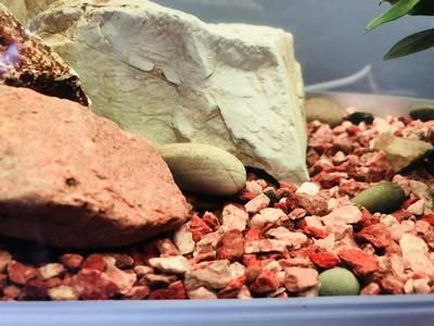 紅色陶瓷沙魚缸底砂的選擇：紅色的魚缸底砂是一種用于裝飾魚缸底砂的材料與選擇