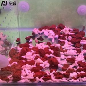 紅色陶瓷沙魚缸底砂的選擇：紅色的魚缸底砂是一種用于裝飾魚缸底砂的材料與選擇