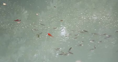 龍魚浮出水面咬空氣會死嗎：龍魚浮出水面咬空氣會死嗎龍魚浮出水面咬空氣會死嗎 龍魚浮出水面咬空氣會死嗎：龍魚浮出水面咬空氣會死嗎龍魚浮出水面咬空氣會死嗎 龍魚百科 第1張