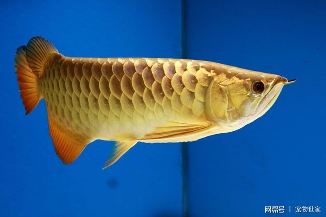 金龍魚青龍：金龍魚和青龍魚有什么區別？