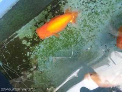 一米陽光魚缸質量怎么樣啊多少錢：一米陽光魚缸用戶評價匯總一米陽光魚缸安裝和維護指南
