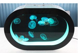 水母魚缸用什么好：水母魚缸如何選擇
