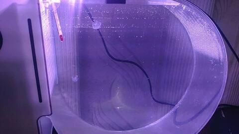 水母魚缸用什么好：水母魚缸如何選擇