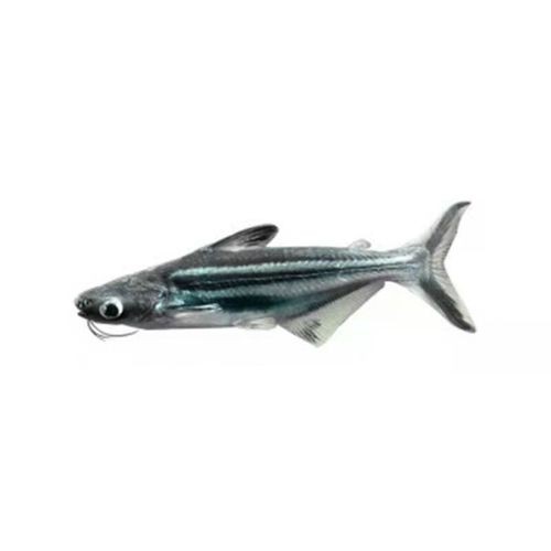 龍魚可以和藍鯊混養嗎圖片大全
