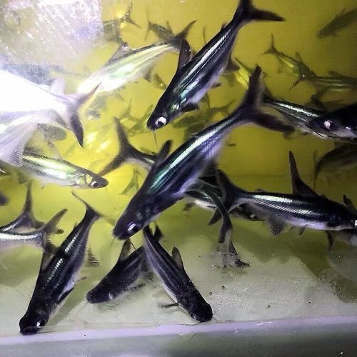 龍魚可以和藍鯊混養嗎圖片大全
