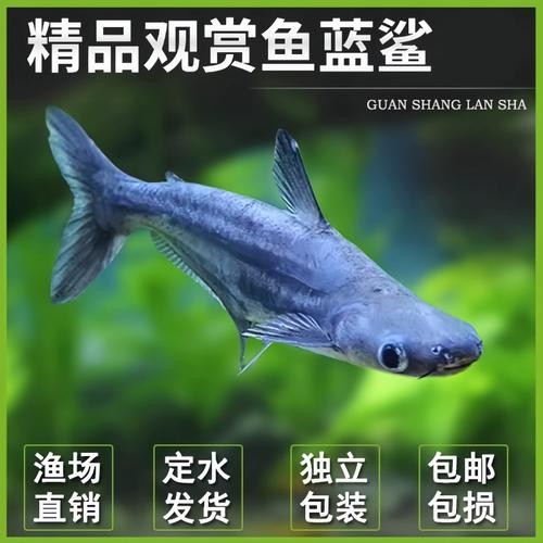龍魚可以和藍鯊混養嗎圖片大全