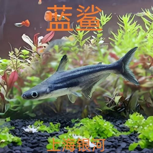 龍魚可以和藍鯊混養嗎圖片大全