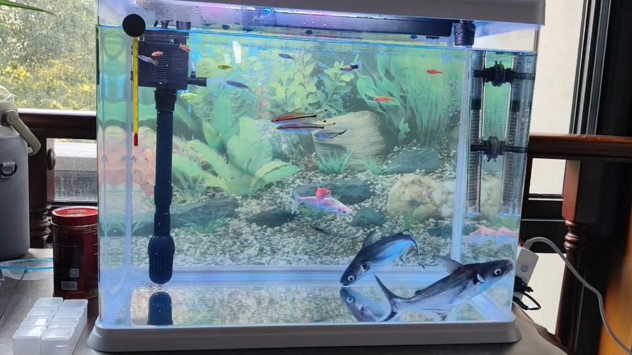 龍魚可以和藍鯊混養嗎圖片大全