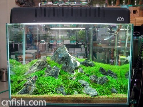 一米魚(yú)缸布景效果圖：一米長(zhǎng)的魚(yú)缸布景效果圖詳細(xì)步驟和注意事項(xiàng)和注意事項(xiàng)
