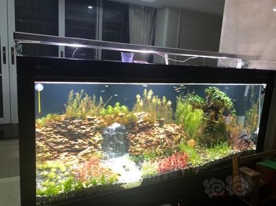 龍魚缸改草缸教程：龍魚缸改草缸教程詳情