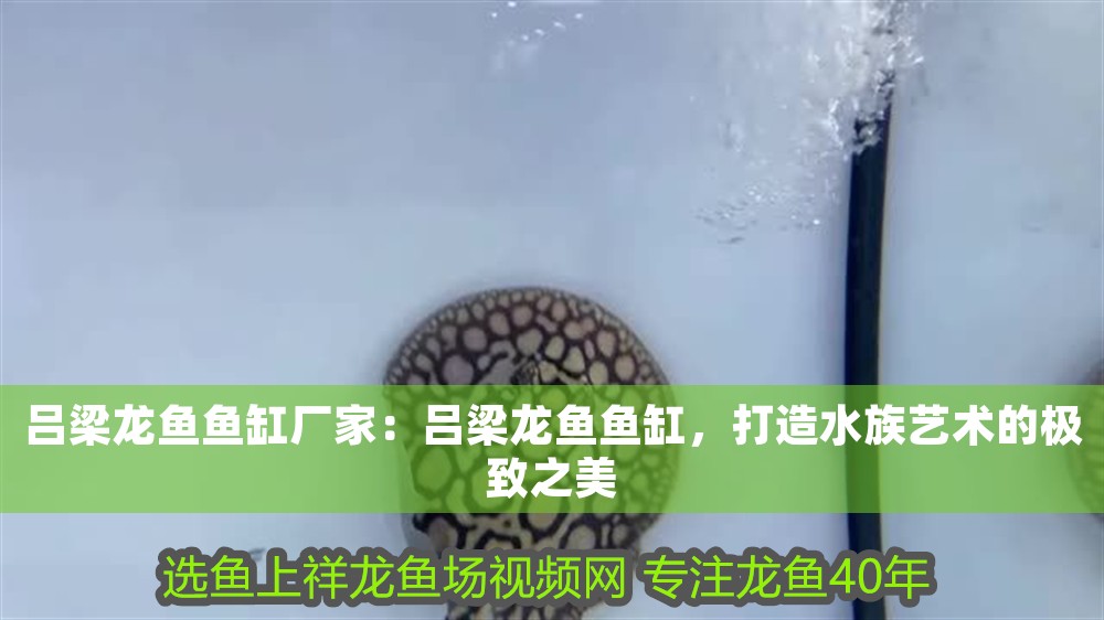 呂梁龍魚魚缸廠家：呂梁龍魚魚缸，打造水族藝術的極致之美