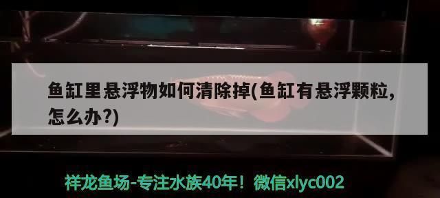 魚缸 懸浮物：影響魚缸懸浮物產生和分布的因素