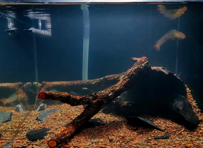 可以和雷龍魚混養的魚