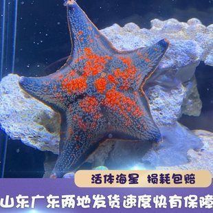 海豚魚缸迷你造景視頻：如何通過使用迷你魚缸和造景材料來創建一個模擬海豚生活的環境