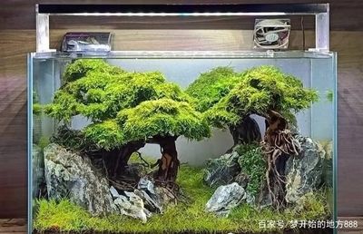 花盆改造成魚缸盆景過程包括堵住花盆底部的漏水孔和裝飾成盆景：花盆改造成魚缸盆景的過程