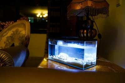 起源紀魚缸的問題：起源紀智能魚缸