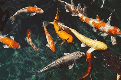 家里養的龍魚死了什么預兆（關于家里養的龍魚死亡可能預示的情況不同的資料解讀）