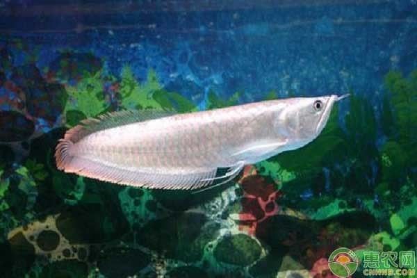 銀龍魚營養均衡飲食方案：營養均衡的銀龍魚飲食方案