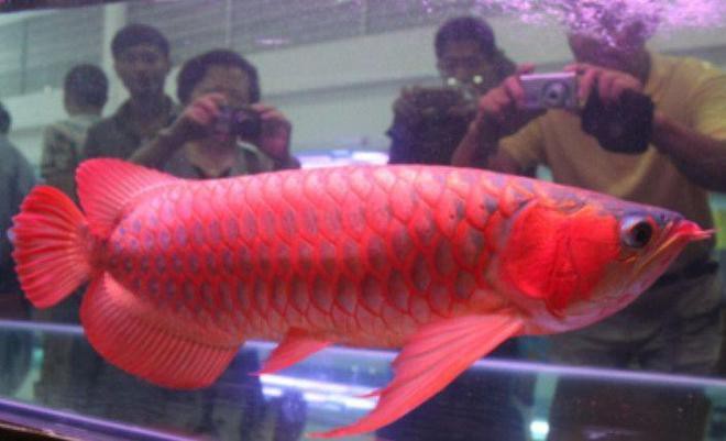 武漢紅龍魚拍賣價格查詢