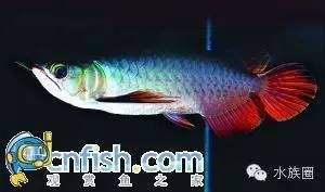 龍魚什么樣子：關于龍魚的介紹