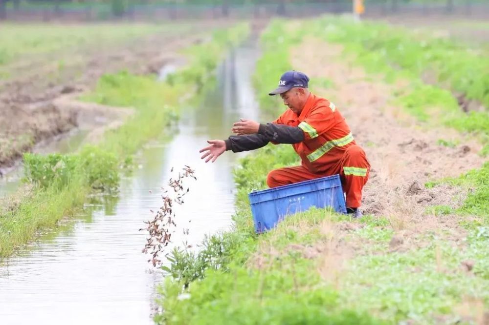 怎么訓練龍魚吃顆粒飼料：喂養魚龍蝦苗的一些關鍵步驟和注意事項