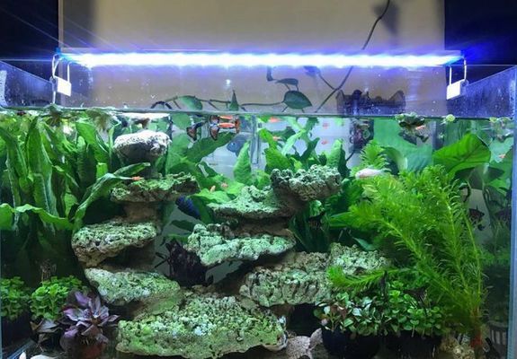 魚缸生態系統原理圖解：魚缸生態系統