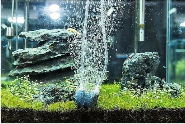 魚缸生態系統原理圖解：魚缸生態系統