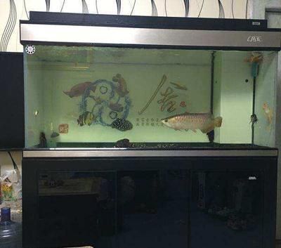 彩蝶魚缸生產廠家在哪里（彩蝶魚缸生產廠家）