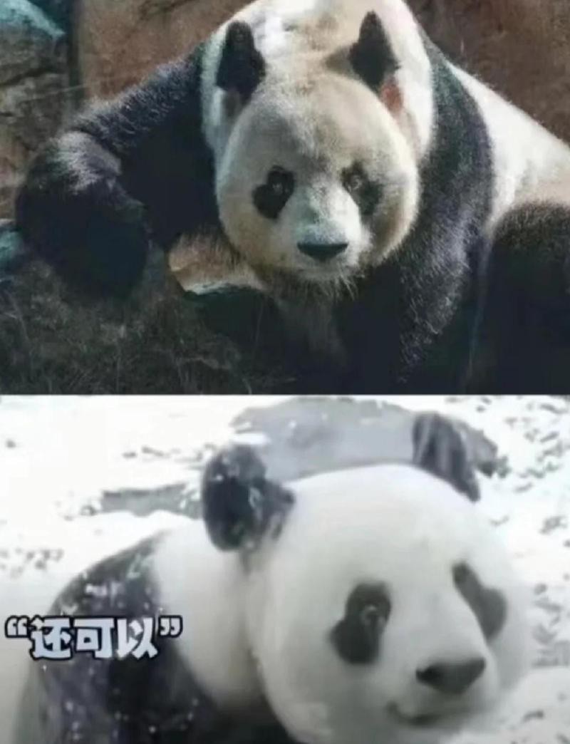 有沒有更多法新社紅龍之眼壁紙？