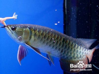 金龍魚種類怎樣區分的：如何區分金龍魚品種