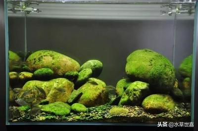 鵝卵石魚缸適合養什么魚（鵝卵石魚缸適合養殖什么魚）