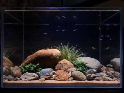 鵝卵石魚缸適合養什么魚（鵝卵石魚缸適合養殖什么魚）