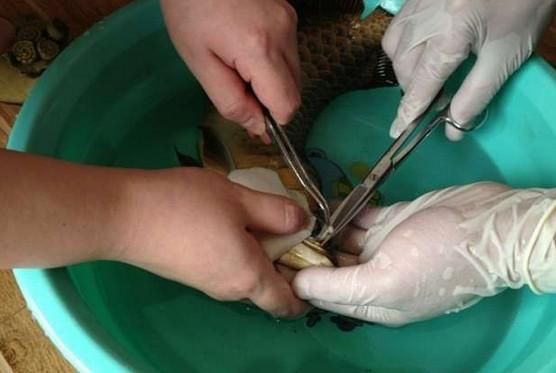 龍魚(yú)翻腮手術(shù)：龍魚(yú)翻腮手術(shù)怎么辦 龍魚(yú)翻腮手術(shù)：龍魚(yú)翻腮手術(shù)怎么辦 龍魚(yú)百科 第2張