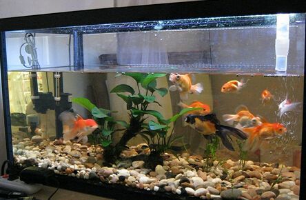 貴族魚缸的最佳擺放位置和注意事項貴族魚缸擺放位置和注意事項：貴族魚缸的最佳擺放位置