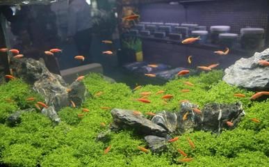 貴族魚缸的最佳擺放位置和注意事項貴族魚缸擺放位置和注意事項：貴族魚缸的最佳擺放位置