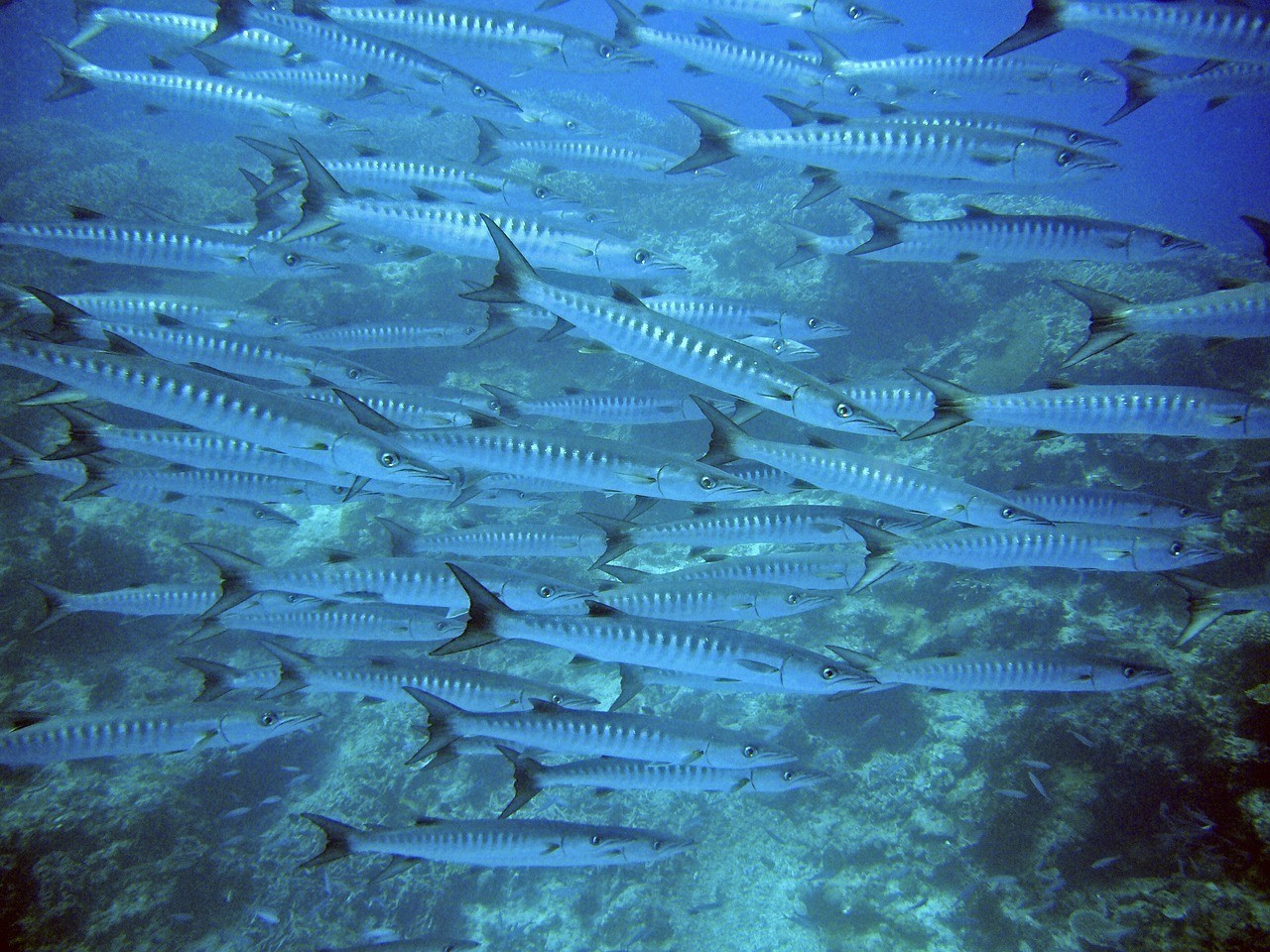 南通市崇川區洪梅觀賞魚經營部（南通淡水魚批發）